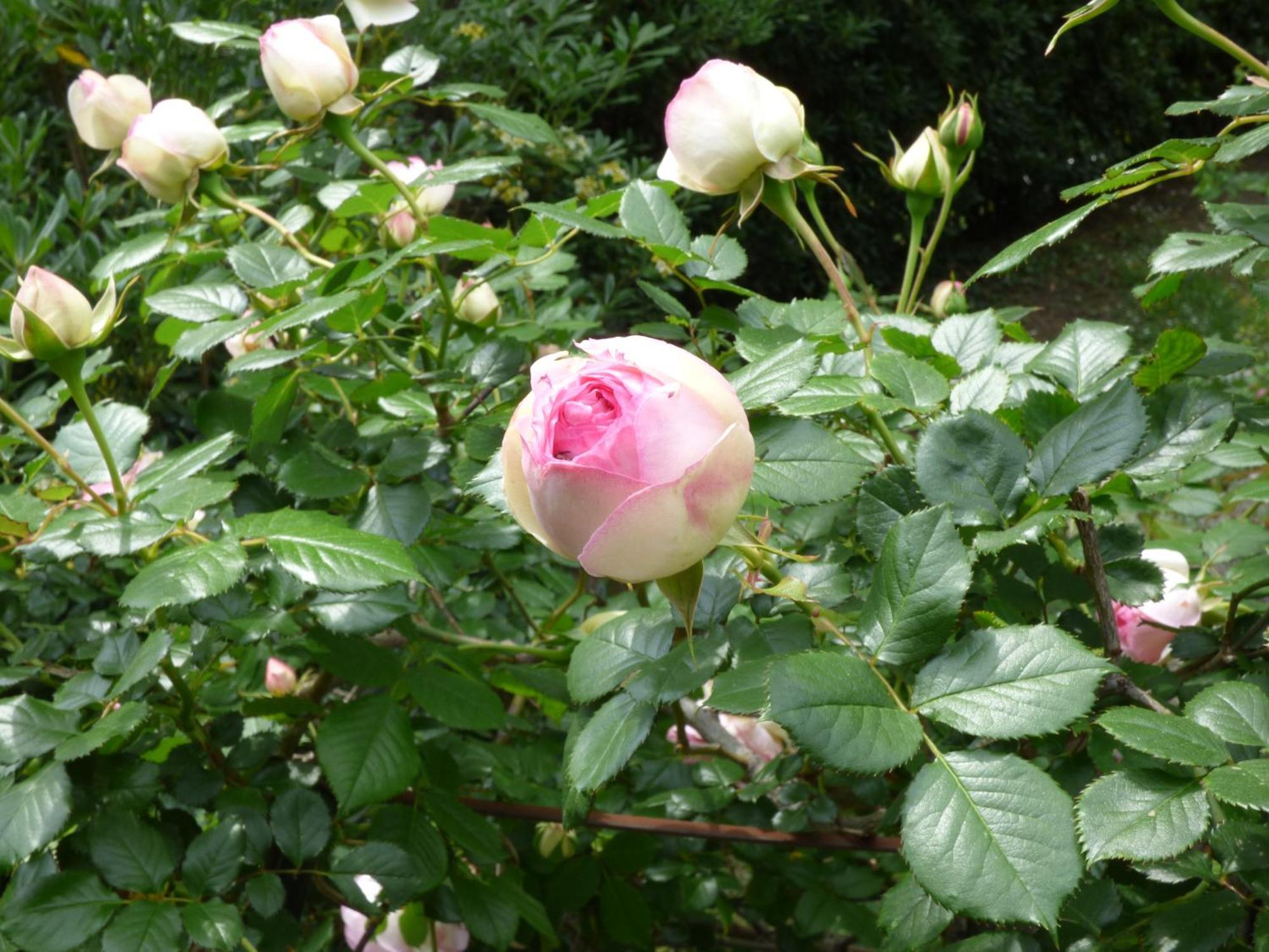 Apartment Cezanne With Heated Pool And Private Garden Chateauneuf-Grasse Esterno foto